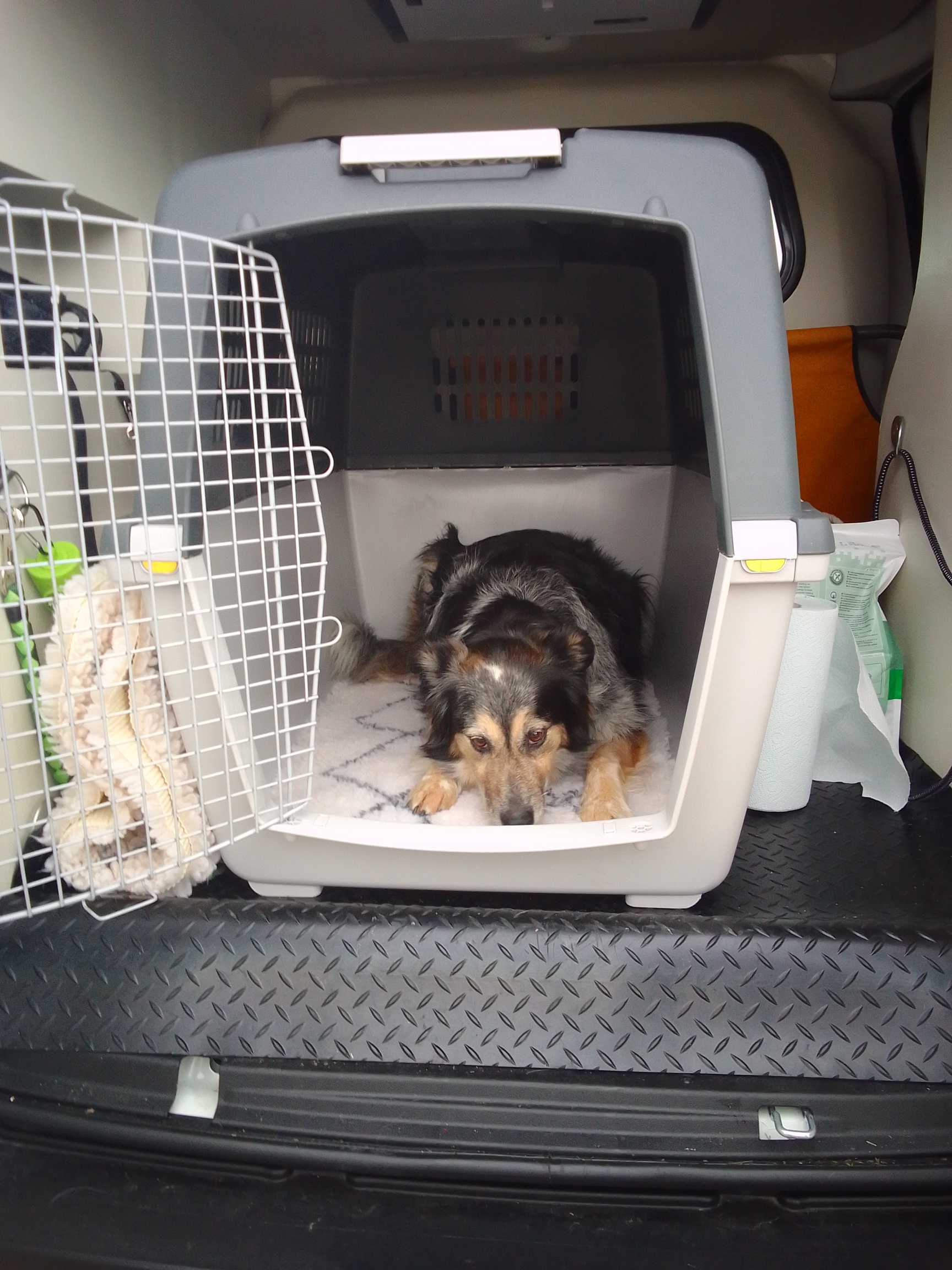 Ambulance animalière